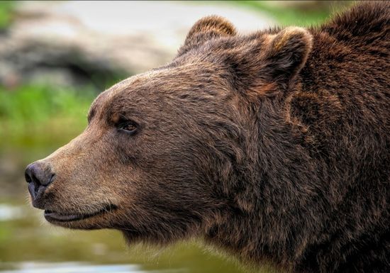 دب بري يهاجم راعي أغنام شمالي العراق