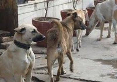 ياباني يبيع أملاكه لتميل ملجأ للكلاب الضالة