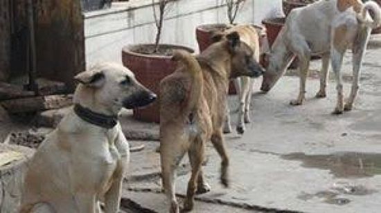 ياباني يبيع أملاكه لتميل ملجأ للكلاب الضالة