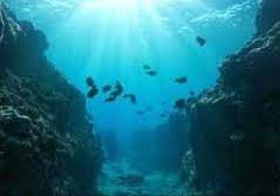 إطلاق يرقات من المحار المسطّح في البحر قبالة بلجيكا