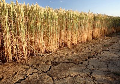 تحذير صيني من استمرار الجفاف وتأثيره على إنتاج الحبوب