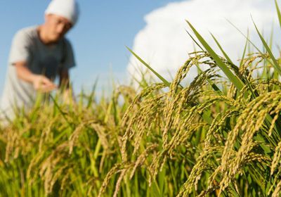 حكومة اليابان تتجه لتشجيع المزراعين على إنتاج الأرز