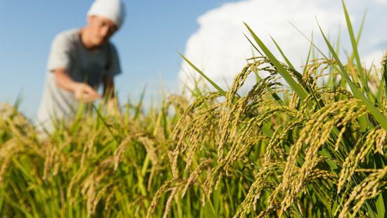 حكومة اليابان تتجه لتشجيع المزراعين على إنتاج الأرز