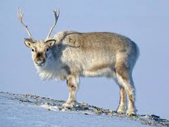 حيوانات الرنة تدفع ضريبة موجات الحر في فنلندا