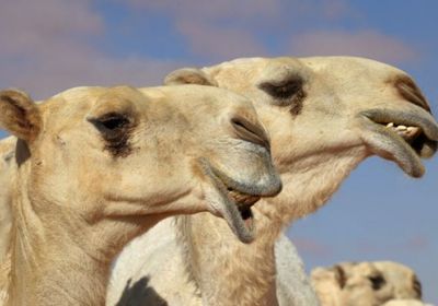 مسيرة للإبل في بودابست للتحذير من خطر الجفاف في المجر
