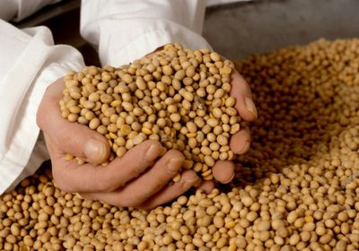 ترامب يأمل في زيادة مشتريات الصين من فول الصويا