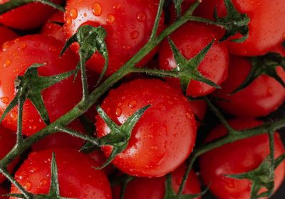 المكسيك تحدد أسعارًا منخفضة لصادرات الطماطم