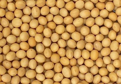 تراجع حصة الولايات المتحدة في سوق فول الصويا الصيني 