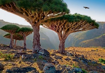 تشكيل لجان متخصصة لمراقبة الأسعار في عموم أرخبيل سقطرى