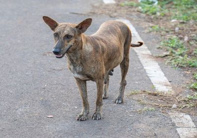 المحكمة العليا الهندية تتراجع عن قرارها نقل الكلاب الضالة للملاجئ