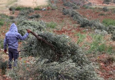 جرافات إسرائيلية تقتلع مئات الأشجار في قرية فلسطينية