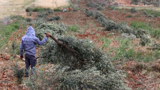جرافات إسرائيلية تقتلع مئات الأشجار في قرية فلسطينية