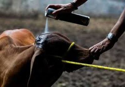 أمريكا تؤكد أول إصابة بشرية بداء الدودة الحلزونية