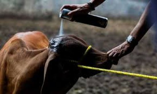 أمريكا تؤكد أول إصابة بشرية بداء الدودة الحلزونية