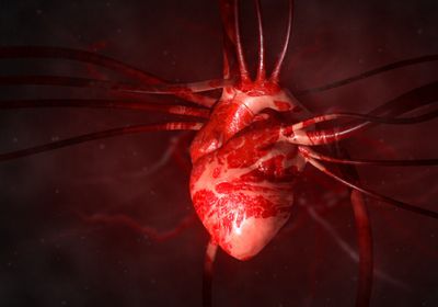 الصين.. علماء يزرعون رئة خنزير في جسد إنسان