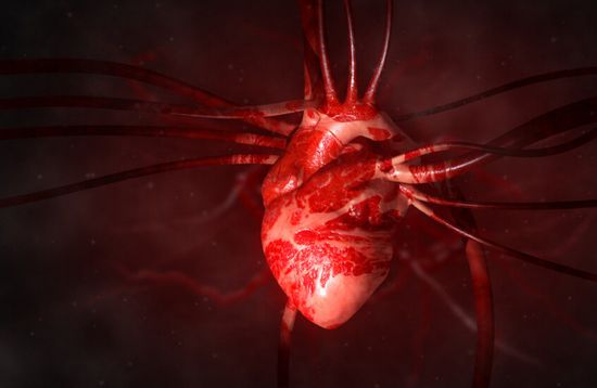 الصين.. علماء يزرعون رئة خنزير في جسد إنسان