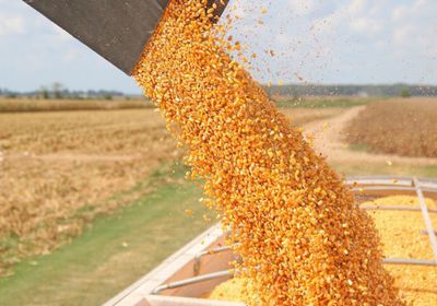 أسعار الذرة تقفز لأعلى مستوى في 4 أسابيع