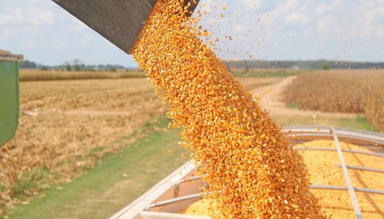 أسعار الذرة تقفز لأعلى مستوى في 4 أسابيع