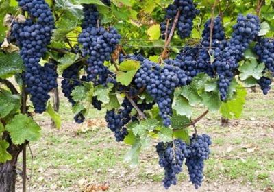 ارتفاع صادرات جنوب أفريقيا الزراعية قبل تطبيق الرسوم الأمريكية