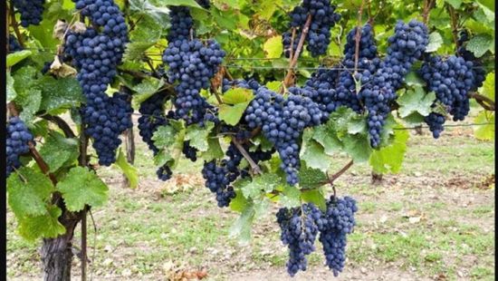 ارتفاع صادرات جنوب أفريقيا الزراعية قبل تطبيق الرسوم الأمريكية