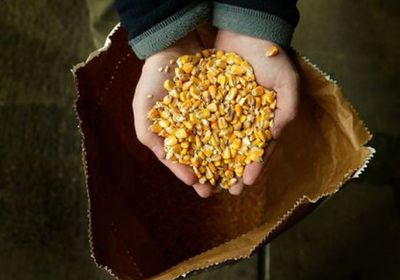 تراجع أسعار الحبوب والبذور الزيتية في الولايات المتحدة