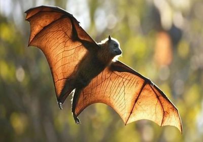 ينتقل عبر الخفافيش.. اكتشاف فيروس جديد في أستراليا