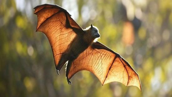 ينتقل عبر الخفافيش.. اكتشاف فيروس جديد في أستراليا