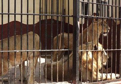 مصرع حارس حديقة حيوانات افترسته أسود في بانكوك