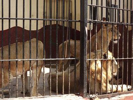 مصرع حارس حديقة حيوانات افترسته أسود في بانكوك