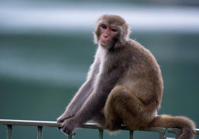 فقدان 12 قردا بعد تسلل أفراد إلى مركز فرنسي للبحوث الحيوانية