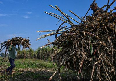 "مودي" يفتتح أول مصنع إيثانول من البامبو في الهند
