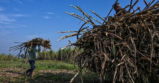 "مودي" يفتتح أول مصنع إيثانول من البامبو في الهند