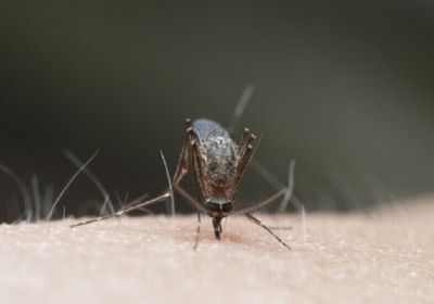 بنجلادش تسجل أعلى حصيلة يومية من إصابات حمى الضنك