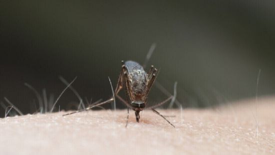 بنجلادش تسجل أعلى حصيلة يومية من إصابات حمى الضنك