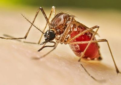 ارتفاع وفيات حمى الضنك في بنجلاديش