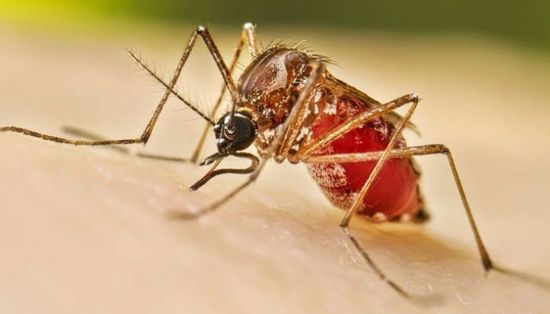 ارتفاع وفيات حمى الضنك في بنجلاديش