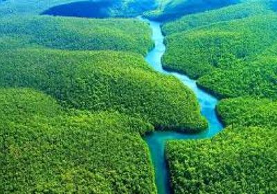 البرازيل تستثمر في صندوق حماية الغابات المهددة بالانقراض