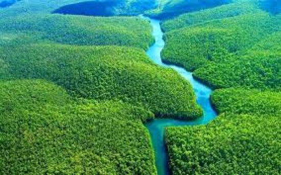 البرازيل تستثمر في صندوق حماية الغابات المهددة بالانقراض