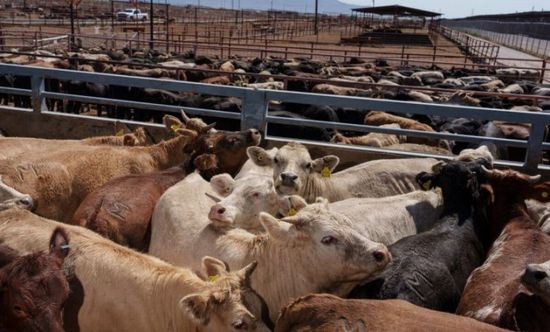 ارتفاع العقود الآجلة للماشية الأمريكية بعد اكتشاف آفة في المكسيك
