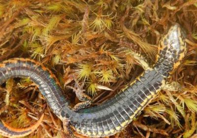 اكتشاف نوع جديد من القوارض في إحدى غابات البيرو