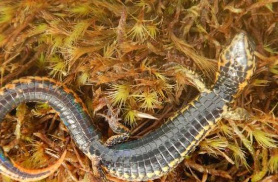 اكتشاف نوع جديد من القوارض في إحدى غابات البيرو