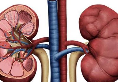 باحثون بنيوكاسل يتوصلون لعلاج "كبيبات الكلى"