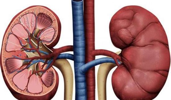 باحثون بنيوكاسل يتوصلون لعلاج "كبيبات الكلى"