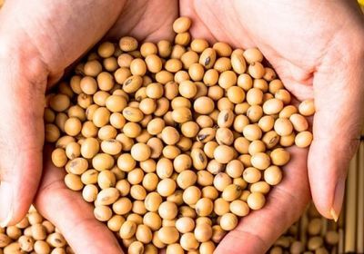 الصين تكثف مشترياتها من فول الصويا الأرجنتيني