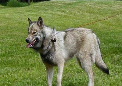 اكتشاف حيوان مهجن بين ذئب وكلب في اليونان