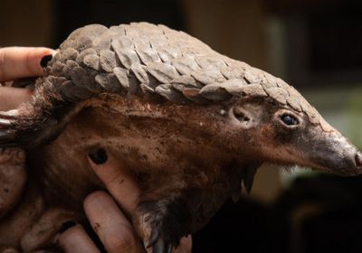 الاتحاد الدولي لحماية الطبيعة يستعد لنشر قائمته الحمراء للأنواع المهددة