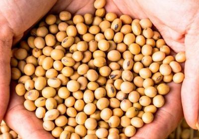 أسعار الصويا تتراجع في أمريكا بعد تهديد ترامب برسوم على الصين