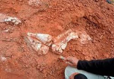 اكتشاف بقايا أحد أقدم ديناصورات العالم في الأرجنتين