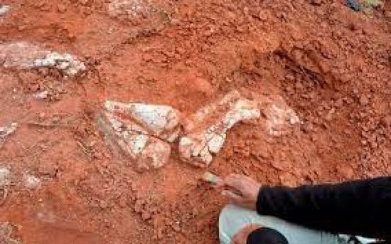 اكتشاف بقايا أحد أقدم ديناصورات العالم في الأرجنتين