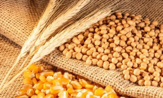 "فول الصويا" يرتفع للجلسة الثالثة تفاؤلا بمفاوضات واشنطن وبكين